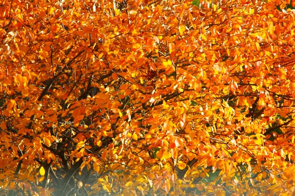 Ein Blick Auf Bunte Blätter Herbst — Stockfoto