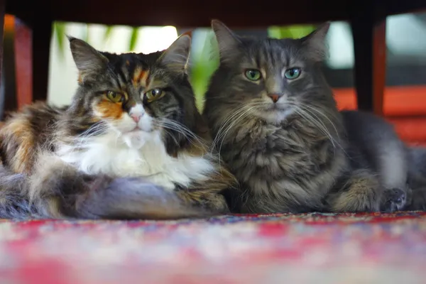 Μέιν Ρακούν Και Γκρίζες Γάτες Μεσαία Μαλλιά Που Κάθονται Κάτω — Φωτογραφία Αρχείου