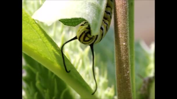 Gąsienica Monarcha Jedząca Liść Mleczaka — Wideo stockowe