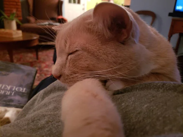 Creme Tabby Cat Sentado Lap Uma Pessoa — Fotografia de Stock