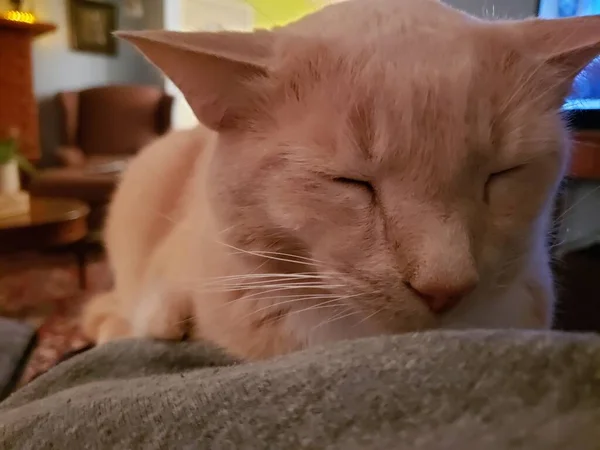 Krem Tabby Kot Siedzi Kolanach Osoby — Zdjęcie stockowe