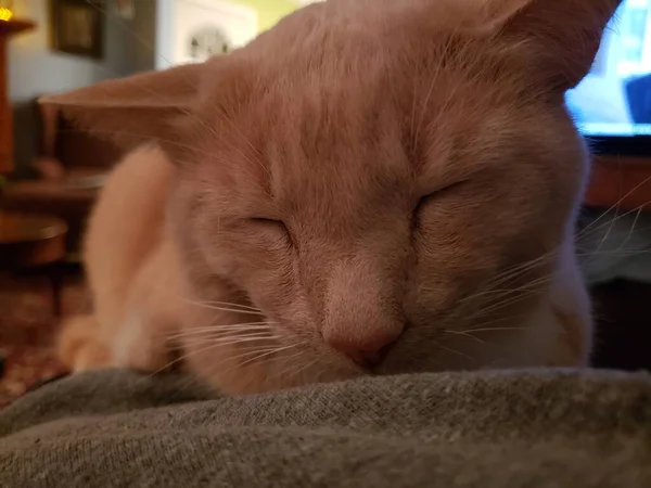 Creme Tabby Cat Sentado Lap Uma Pessoa — Fotografia de Stock