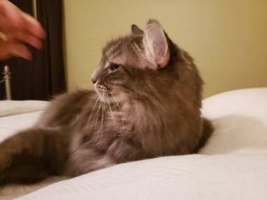 Bir insanın eliyle bir yatakta beyaz saçlı kedi.