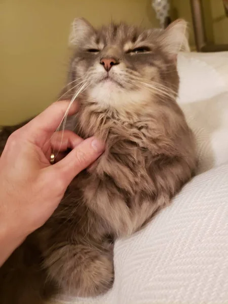 Gris Gato Pelo Mediano Una Cama Con Una Mano Una — Foto de Stock