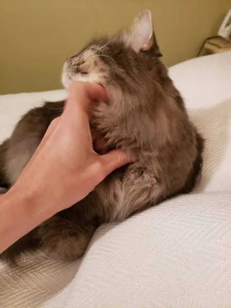 Γκρίζα Μεσαία Μαλλιά Γάτα Ένα Κρεβάτι Χέρι Ενός Ατόμου — Φωτογραφία Αρχείου