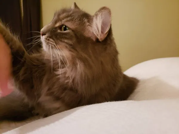 Graue Mittelhaarige Katze Auf Einem Bett Mit Der Hand Einer — Stockfoto