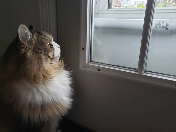 Een Schurftige Kat Die Aandachtig Naar Buiten Staart — Stockfoto