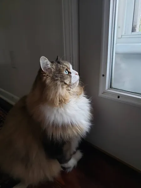 Gato Ragamuffin Mirando Fijamente Aire Libre — Foto de Stock