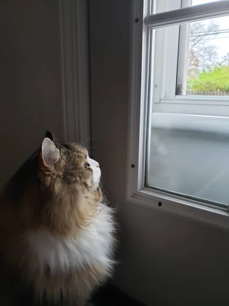 一只Ragamuffin猫凝视着外面 — 图库照片