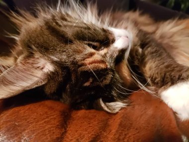 Tatlı bir Maine Rakunu Deri Kanepede Uyuyor