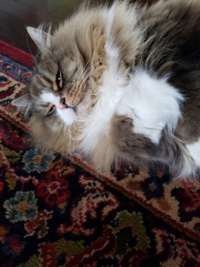 Sevimli Ragamuffin Kedisi Yerde yatıyor