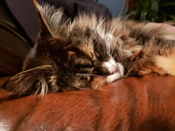 Roztomilý Maine Mýval Kočka Spí Kožené Pohovce — Stock fotografie