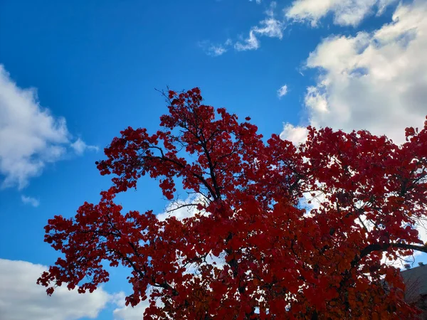 Árbol Otoño Con Hojas Rojas Contra Cielo Azul Brillante —  Fotos de Stock