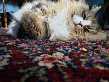 Sevimli Ragamuffin Safkan Kedi Renkli bir kilimin üzerinde dinleniyor