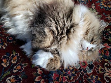 Sevimli Ragamuffin Safkan Kedi Renkli bir kilimin üzerinde dinleniyor