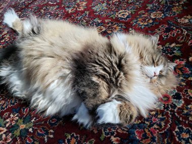 Sevimli Ragamuffin Safkan Kedi Renkli bir kilimin üzerinde dinleniyor