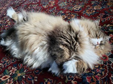 Sevimli Ragamuffin Safkan Kedi Renkli bir kilimin üzerinde dinleniyor