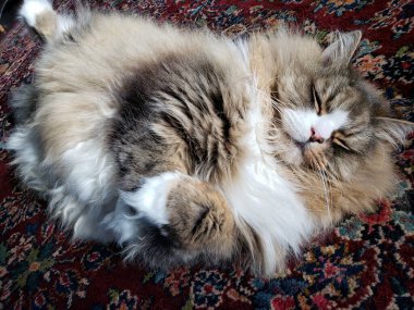 Sevimli Ragamuffin Safkan Kedi Renkli bir kilimin üzerinde dinleniyor