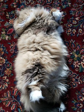 Sevimli Ragamuffin Safkan Kedi Renkli bir kilimin üzerinde dinleniyor