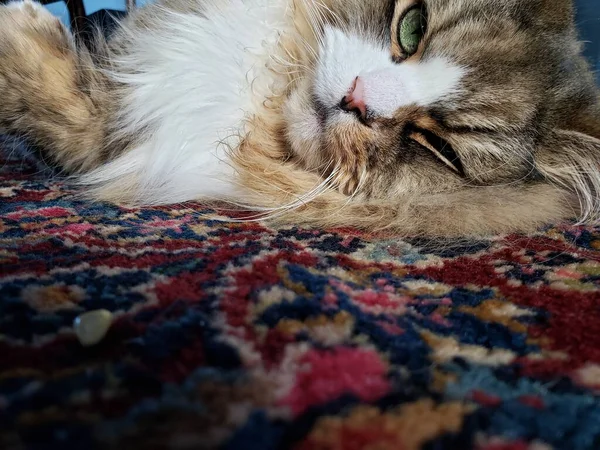 Mignon Ragamuffin Pur Chat Reposant Sur Tapis Coloré — Photo