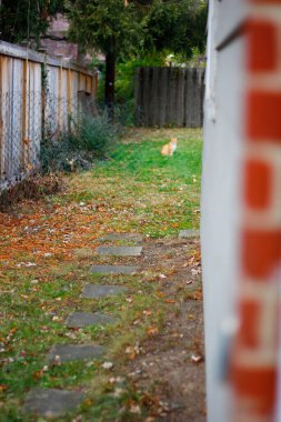 Arka bahçede görülen Turuncu Kedi Görünümü