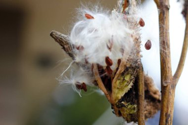 Samanotu Tohumları Sonbaharda çıkıyor