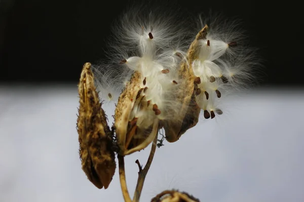 Semena Mléčného Koření Vycházející Podzim — Stock fotografie