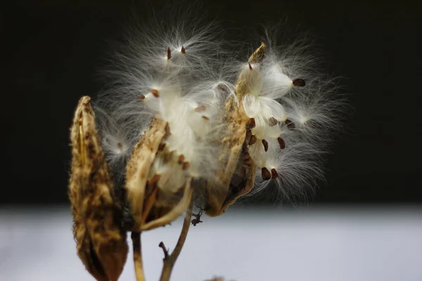 Sementes Milkweed Saindo Outono — Fotografia de Stock