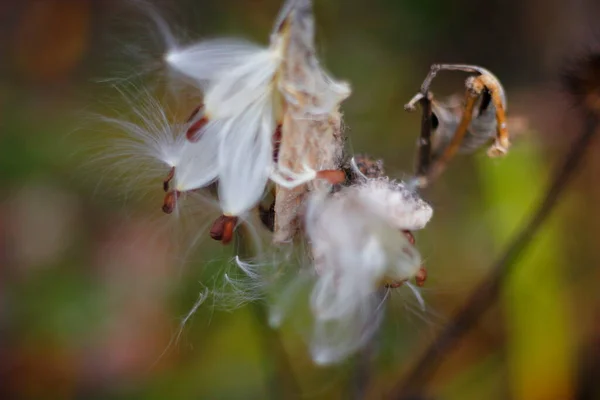 Milkweed Seeds Coming Out Autumn — Stock Photo, Image