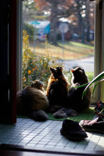 Ragamuffin Maine Coon Grey Medium Haired Cats Kijken Aandachtig Naar — Stockfoto