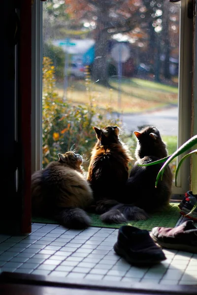 Ragamuffin Maine Coon Grey Medium Haired Cats Intently Looking Bird — Stock Photo, Image