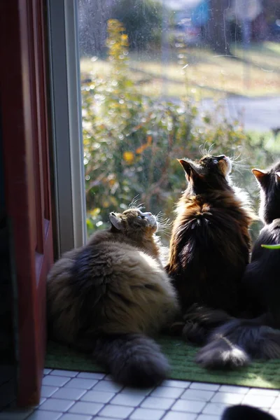 Ragamuffin Maine Mosómedve Szürke Közepes Hajú Macskák Figyelmesen Felnéznek Egy — Stock Fotó