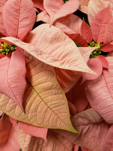 Closeup Pink Poinsetta Leaves — Stock Photo, Image