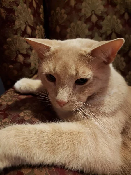 Cream Tabby Domestic Shorthair Cat Sitting Chair — Stock Photo, Image