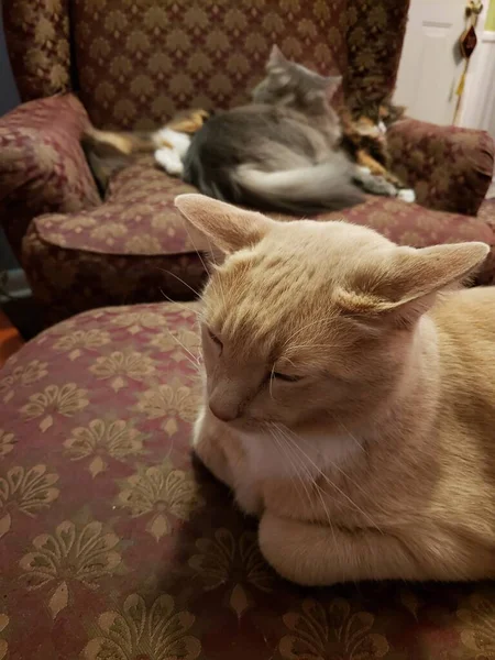 メイン クーン近くのクリーム タビー猫と背景のグレー ミディアム ヘア猫 — ストック写真