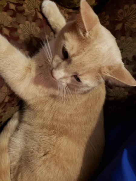 Creme Tabby Domestic Shorthair Cat Sitzt Auf Einem Stuhl — Stockfoto