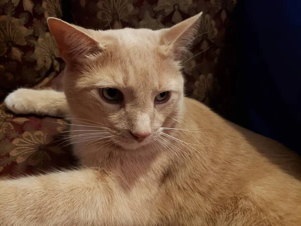 Crema Tabby Domestic Shorthair Cat Sentado Una Silla —  Fotos de Stock