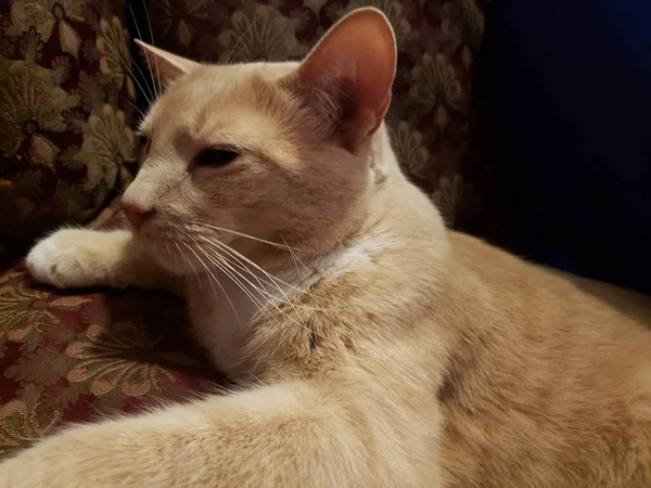 Śmietanka Tabby Domowe Kot Krótkowzroczny Siedzi Krześle — Zdjęcie stockowe
