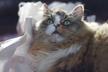 Tatlı Ragamuffin Safkan Kedisi Buruşmuş yastık kağıdının üzerinde oturuyor