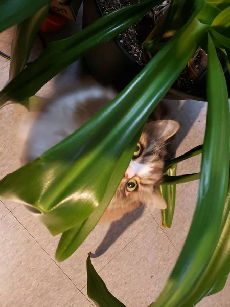 Cute Ragamuffin Cat Underbeneath Large House Plant — стоковое фото