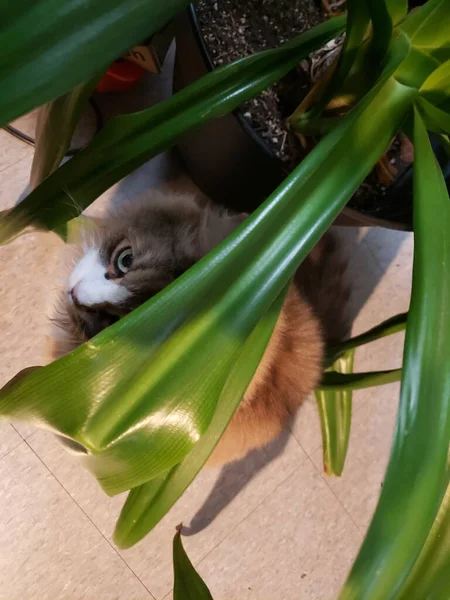 Cute Ragamuffin Cat Underbeneath Large House Plant — стоковое фото