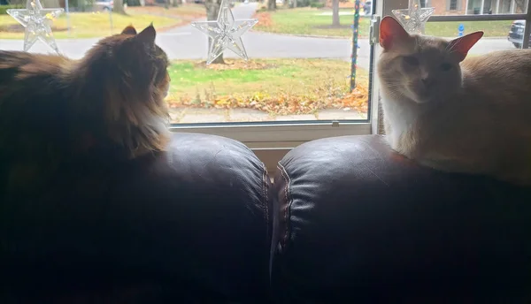 Maine Coon Und Creme Tabby Cats Sitzen Auf Einer Ledercouch — Stockfoto