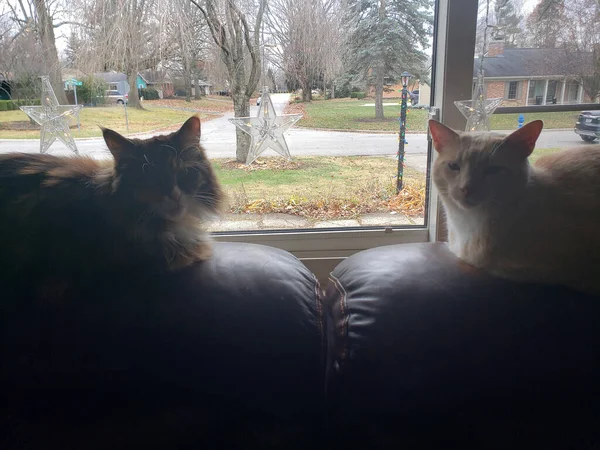 Maine Coon Und Creme Tabby Cats Sitzen Auf Einer Ledercouch — Stockfoto