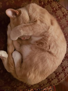 Sevimli kıvrık kremalı tekir kedicik.