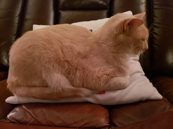 かわいいクリームタビー猫パンに座っている葉は 革のソファの上に枕の上にポーズ — ストック写真