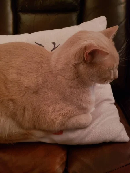 Cute Cream Tabby Cat Assis Dans Une Pose Pain Sur — Photo