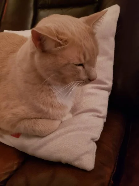 Cute Cream Tabby Cat Stând Într Pâine Loaf Pozează Pernă — Fotografie, imagine de stoc