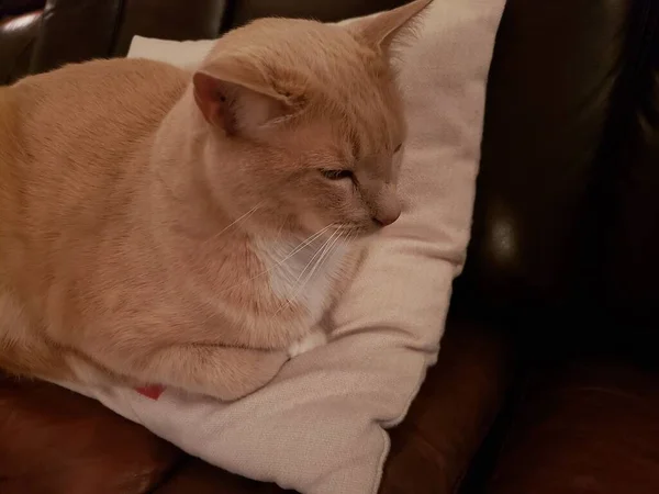 かわいいクリームタビー猫パンに座っている葉は 革のソファの上に枕の上にポーズ — ストック写真
