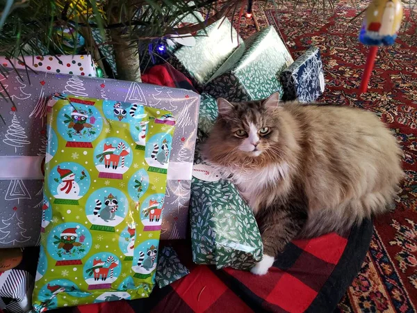 Niedliche Ragamuffin Katze Unter Einem Weihnachtsbaum Mit Geschenken — Stockfoto