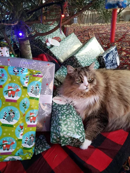 Niedliche Ragamuffin Katze Unter Einem Weihnachtsbaum Mit Geschenken — Stockfoto